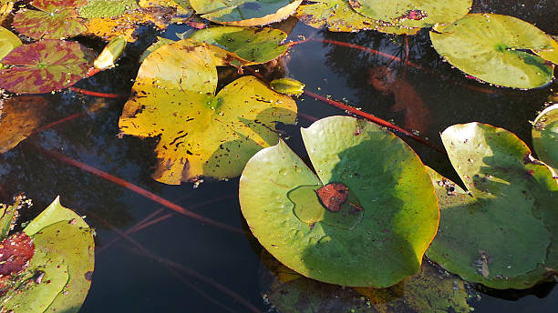 istock leaves of water lilies 497214322
