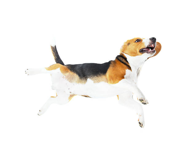 istock beagle dog isolated on white background 497214338