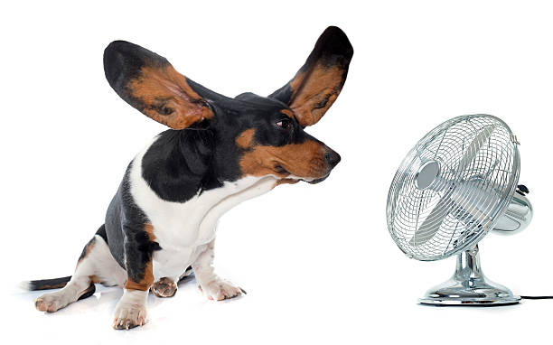 young Basset Hound and ventilator Basset Hound in front of white background electric fan photos stock pictures, royalty-free photos & images