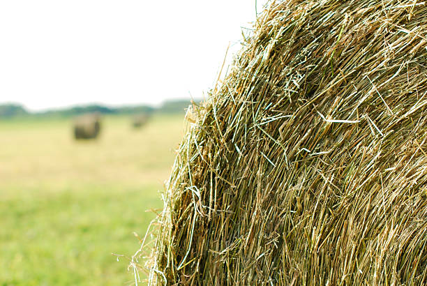 One of the best icon's representing the Midwest during the summer! Each hay bale represents the sweat and hard work of each person laboring the land for the goodness of our country. 