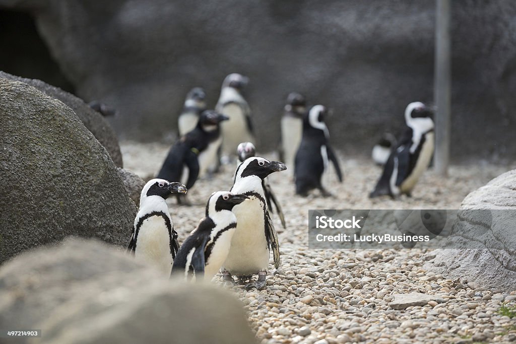 Colônia de penguins - Royalty-free Animal Foto de stock