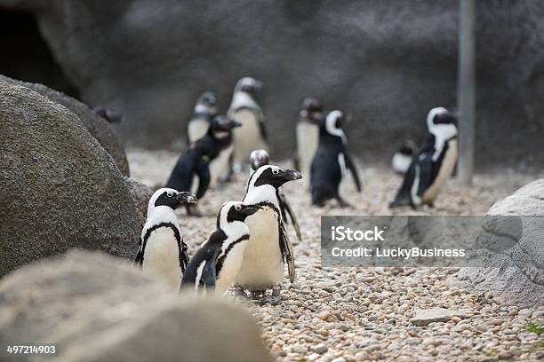 Colônia De Penguins - Fotografias de stock e mais imagens de Animal - Animal, Animal selvagem, Antártida