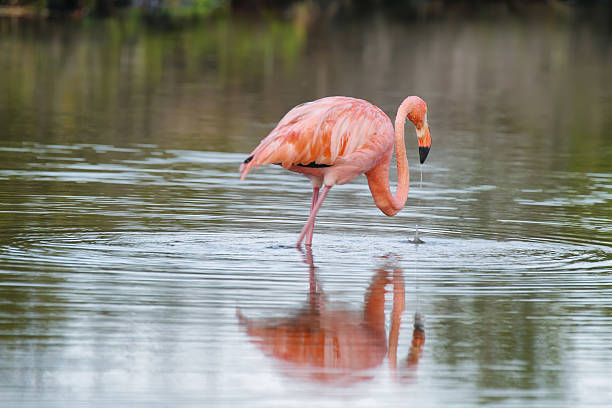 istock Pink greater flamingo in Galapagos islands 497214919