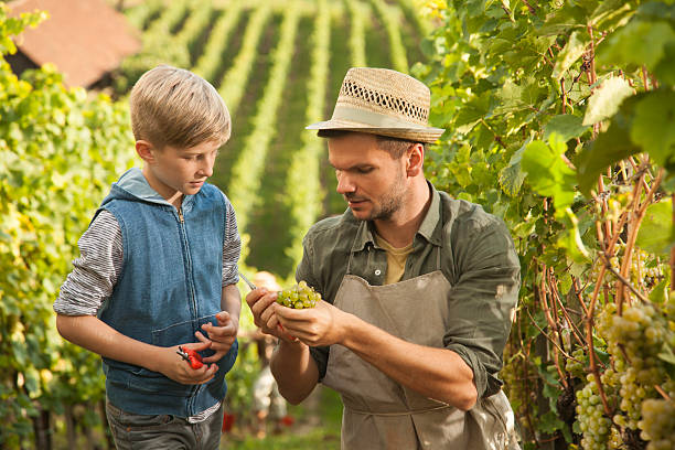 ワイン醸造業者による指導の息子のブドウ - family grape ストックフォトと画像