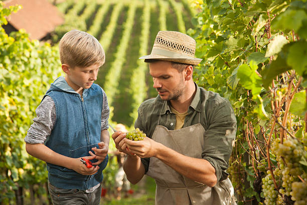 winiarz nauczanie jego syn o winogron - family grape zdjęcia i obrazy z banku zdjęć