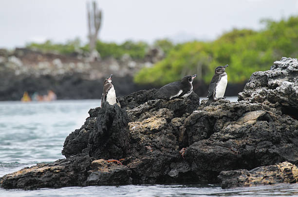 istock Galapagos Penguins, Galapagos Islands, Ecuador 497215187