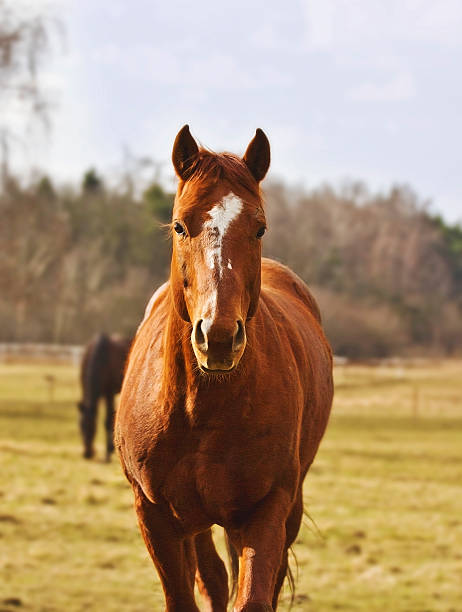 istock horse thoroughbred outdoors 497215801