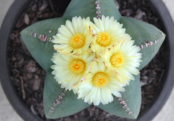 Astrophytum myriostigma Cactus  with five yellow flowers.