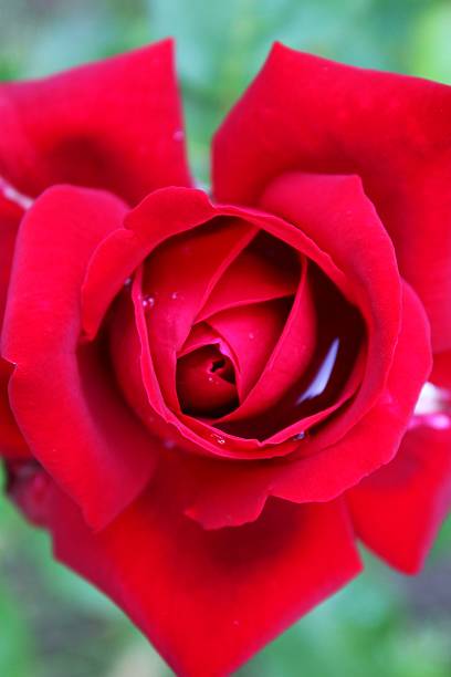 istock Close-up scarlet rose 497216207