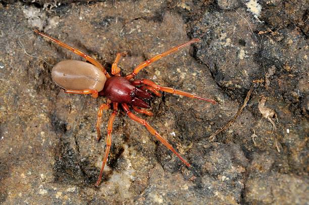 istock Spider predator of woodlice 497216327