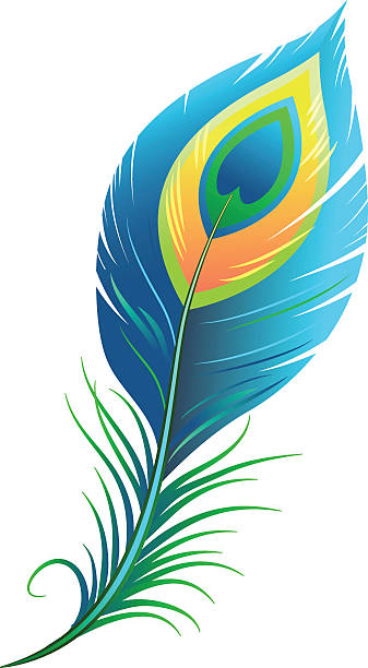 Peacock feather Peacock feather. Isolated illustration in vector format peacock feather drawing stock illustrations