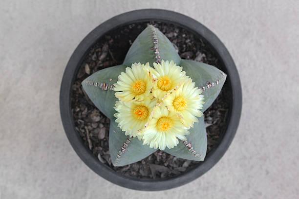 istock Astrophytum myriostigma Cactus  with five yellow flowers. 497216434