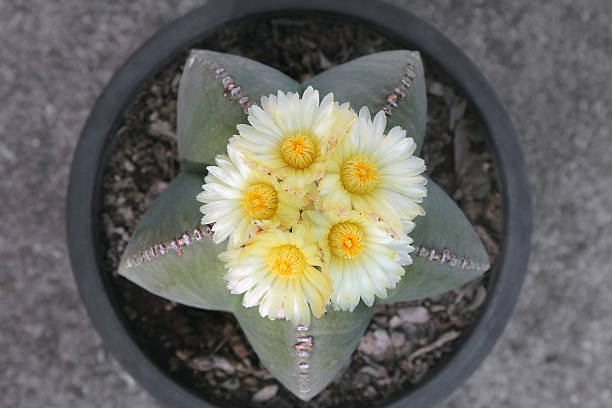istock Astrophytum myriostigma Cactus  with five yellow flowers. 497216638