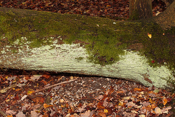 This fallen tree trunk in damp woodland has thick green moss on its upper side, while the under side is coated in what appears to be a pale green mould. Algae are often darker green in colour and powdery, whereas this mould has the appearance of paint.
