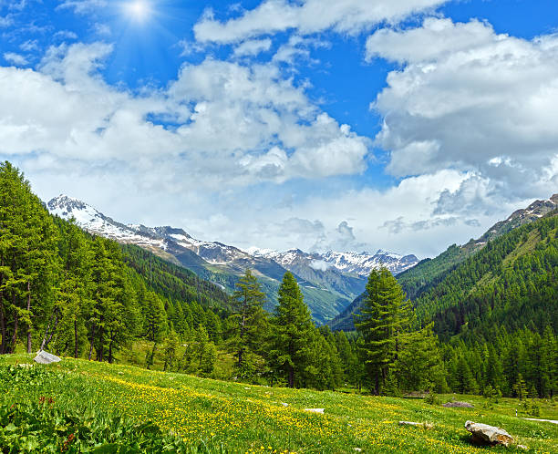 istock Yellow dandelion flowers on summer mountain slope 497219366