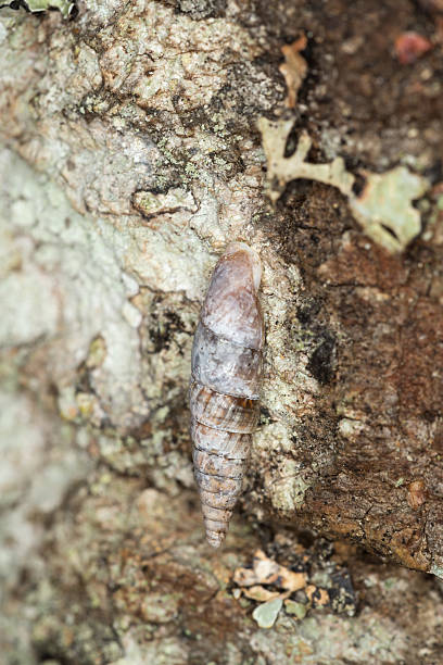 istock Plaited door snail, Cochlodina laminata 497219758