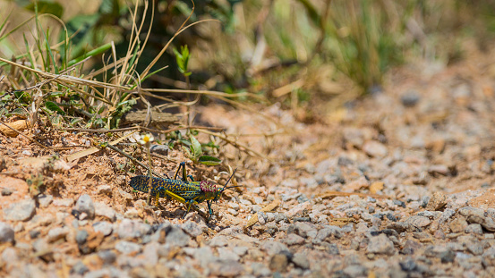 Big colorful and bright grasshopper on the ground of a forest.
