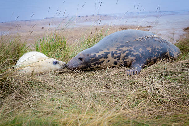 istock Mother and Baby Seals 497220460