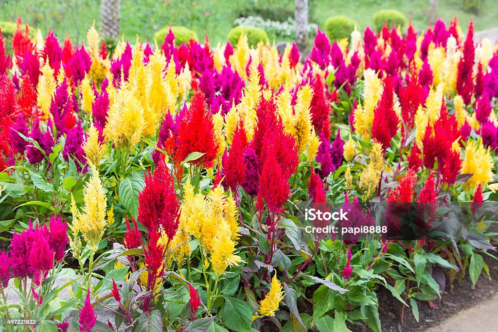 Celosia argentea o Riserva Naturale di Cockscomb, mix colore - Foto stock royalty-free di 2015