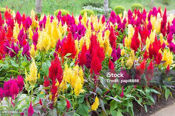 Celosia Argentea O Riserva Naturale Di Cockscomb Mix Colore - Fotografie stock e altre immagini di 2015