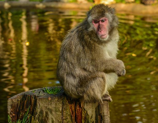 Monkey, Rotgesichtsmakak sitzt auf Baumstumpf – Foto