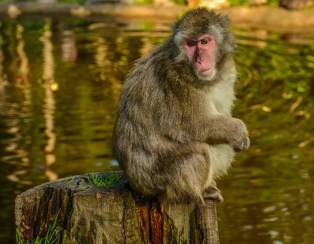 Macaco Japonês macaco sentado em um tronco de árvore - foto de acervo