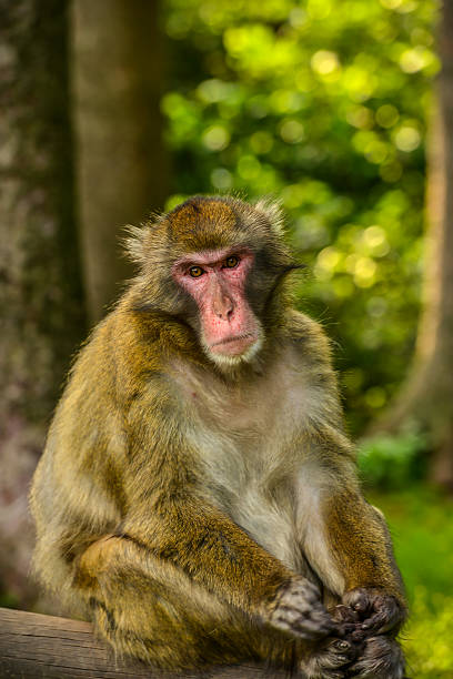 Macaco Japonês macaco sentado em um tronco de árvore - foto de acervo