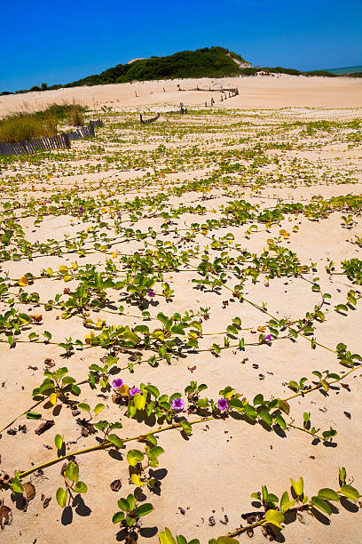 Itaunas Beach Espirito Santo Brazil dune sand sea sand