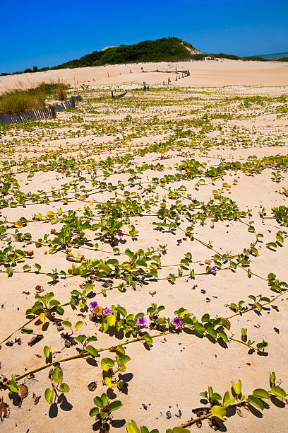 Itaunas Beach Espirito Santo Brazil dune sand sea sand stock photo
