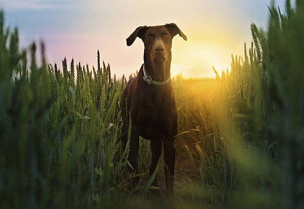 istock Brown doberman  dog at sunset nature 497226325