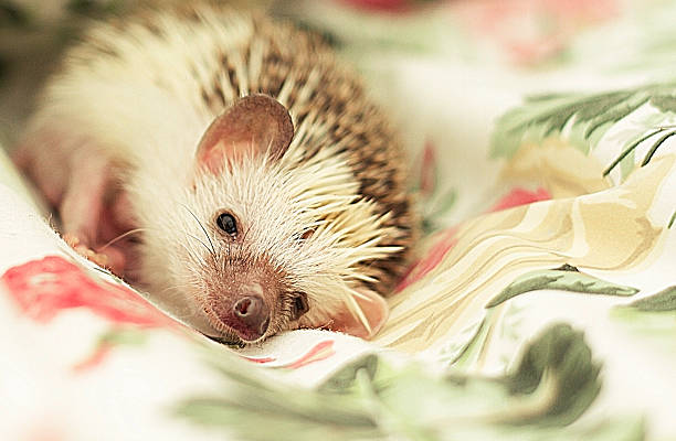 istock cute fn hedgehog baby sleeping 497226811