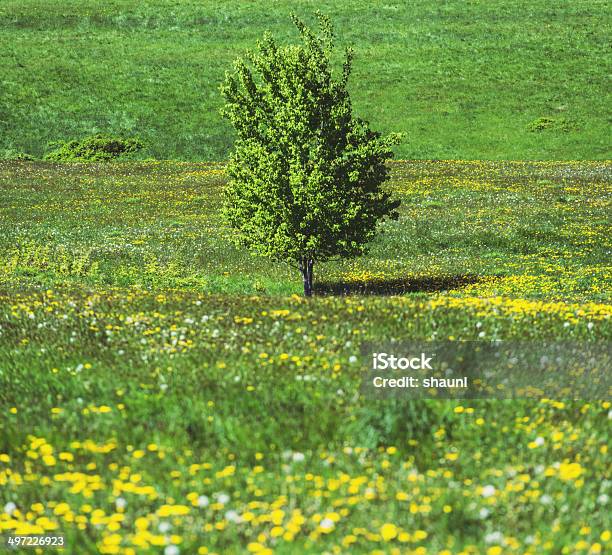 Campo Di Verde - Fotografie stock e altre immagini di Agricoltura - Agricoltura, Albero, Ambientazione esterna