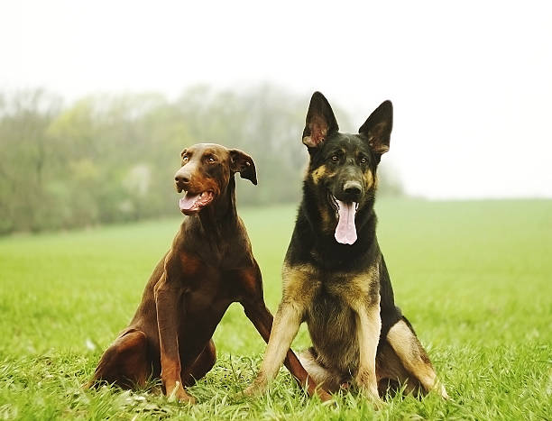 two dog brown doberman pinscher and fun german shepherd puppy in nature.