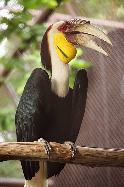 istock Wreathed Hornbill stand on the branch 497227501