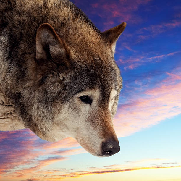 istock Head of wolf  against sunset 497229033