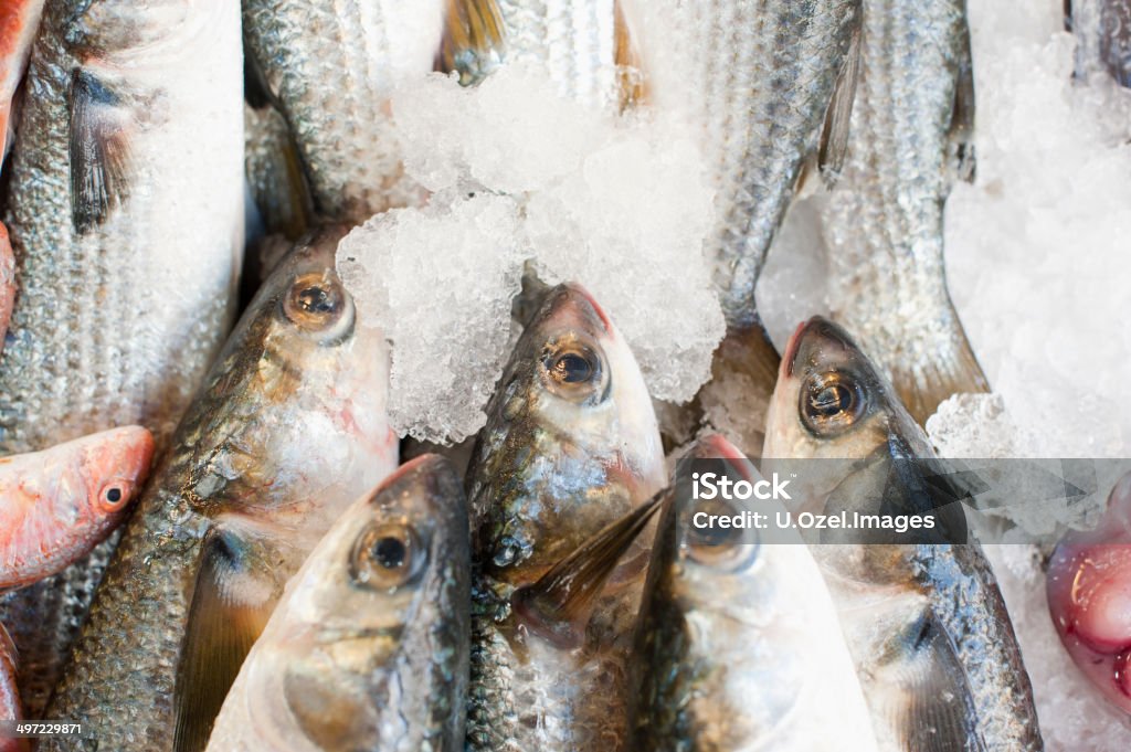 Fresh sea bass Fish Stock Photo