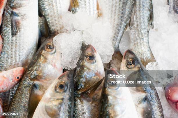 Fresh Sea Bass Stock Photo - Download Image Now - Fish, Fish Market, Fishing Industry