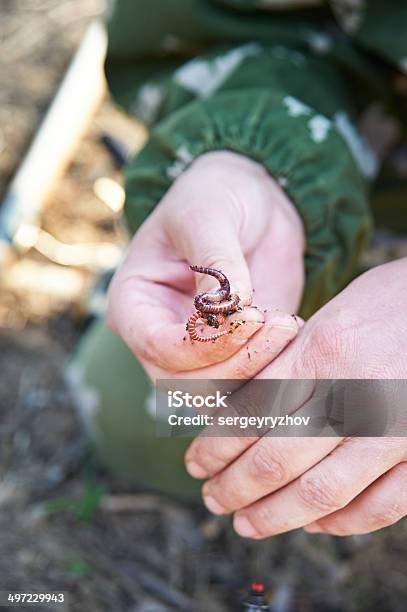 Worm On A Hook Stock Photo - Download Image Now - Adult, Convolvulus, Earthworm