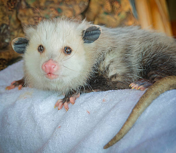 istock Opossum Resting on a Towel 497230543