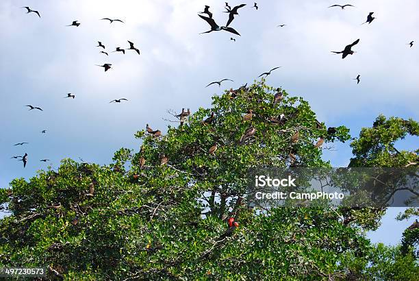 Photo libre de droit de Frigates Et Boobies banque d'images et plus d'images libres de droit de Accouplement animal - Accouplement animal, Animaux à l'état sauvage, Arbre