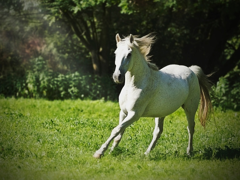 white arabian horse running in nature.