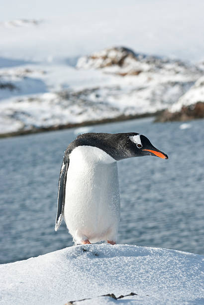 istock Gentoo penguin on a ski slope. 497230577