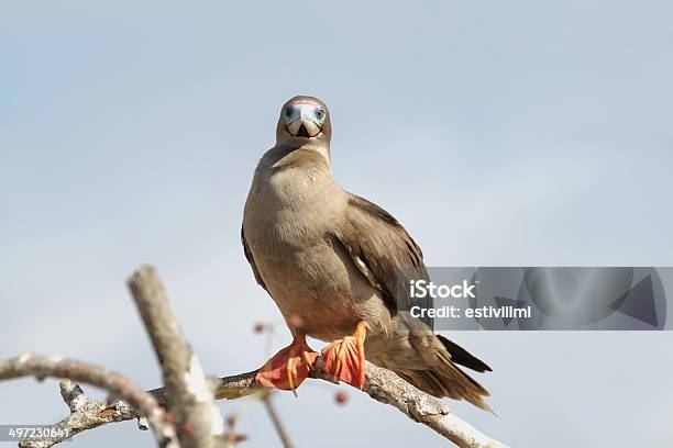 Sula Piedirossi In Isola Genovesa - Fotografie stock e altre immagini di Albero - Albero, Ambientazione esterna, Animale