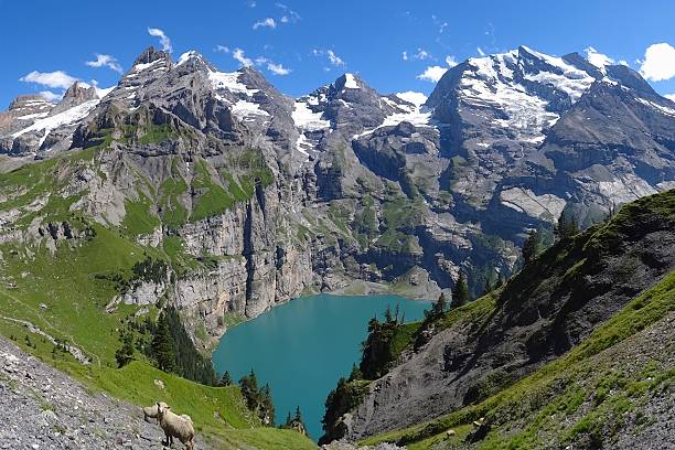 Sheep in Oeschinensee Spectacular mountain lake in Switzerland lake oeschinensee stock pictures, royalty-free photos & images