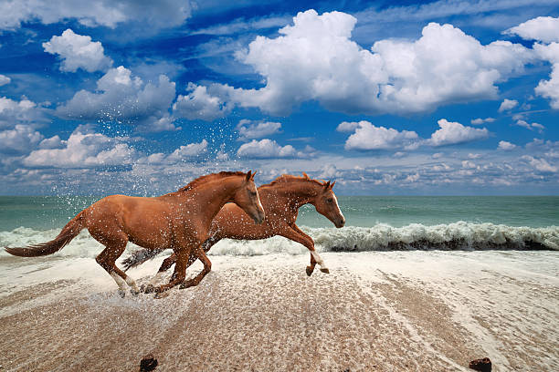 cavalos de corrida ao longo da costa - horse animals in the wild water beach imagens e fotografias de stock