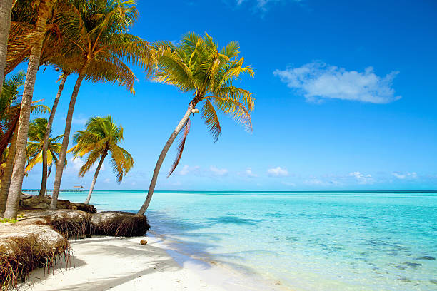 тропический пляж, голубое небо и пальмы, бирюзовый морской водой, summer - travel destinations vacations exoticism beauty in nature стоковые фото и изображения