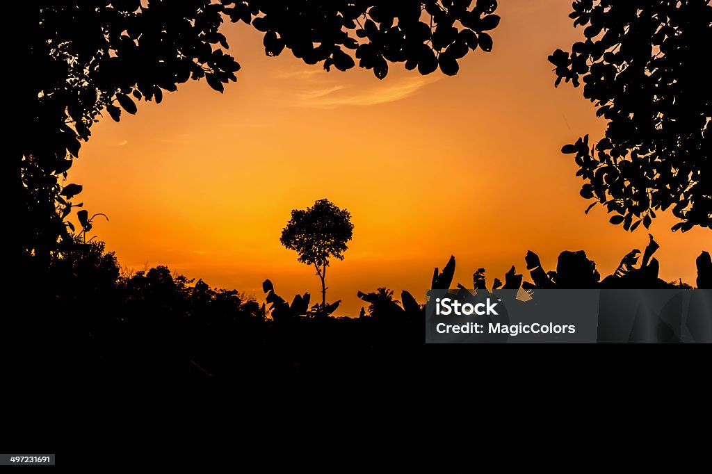 Tramonto e alberi - Foto stock royalty-free di Albero