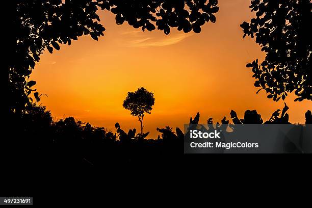 Pôr Do Sol E Árvores - Fotografias de stock e mais imagens de Ao Ar Livre - Ao Ar Livre, Cena de tranquilidade, Céu