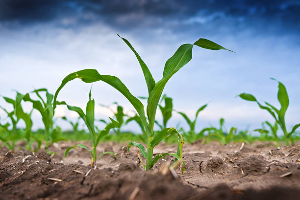istock Young green corn in agricultural field 497231729