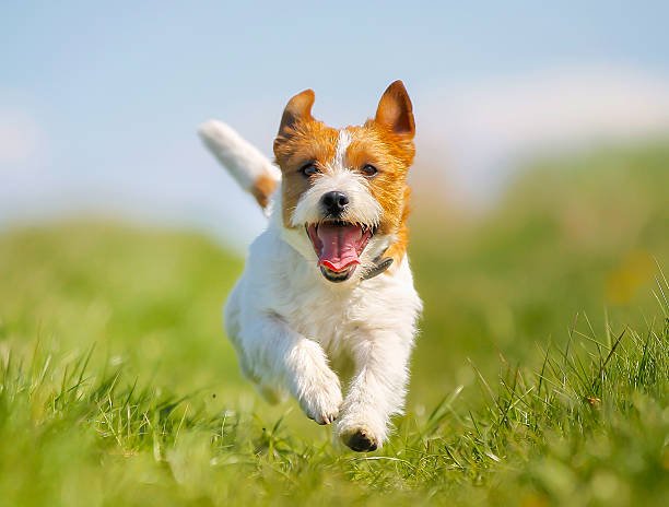 jack russell terrier perro - terrier jack russell fotografías e imágenes de stock